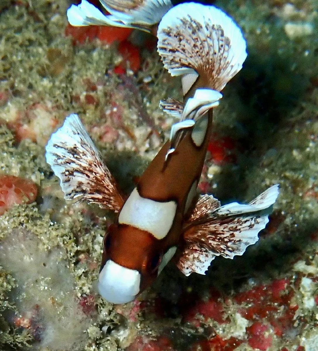 Harlequin Sweetlips