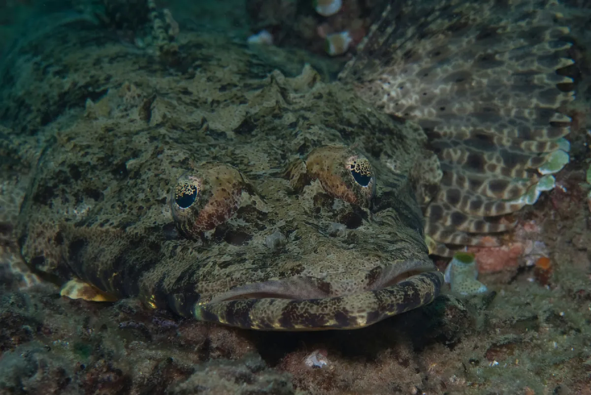 Indian Ocean crocodilefish