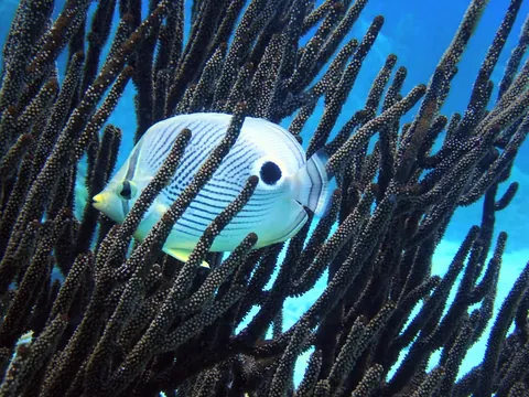Four-eyed Butterflyfish