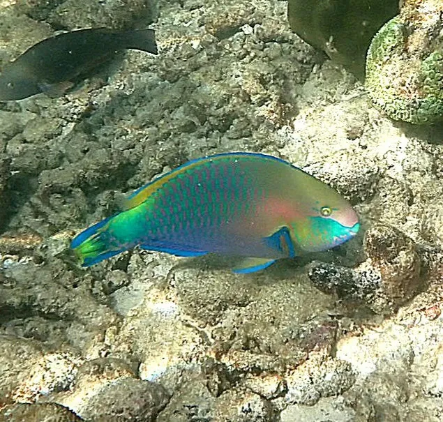 Quoy's parrotfish