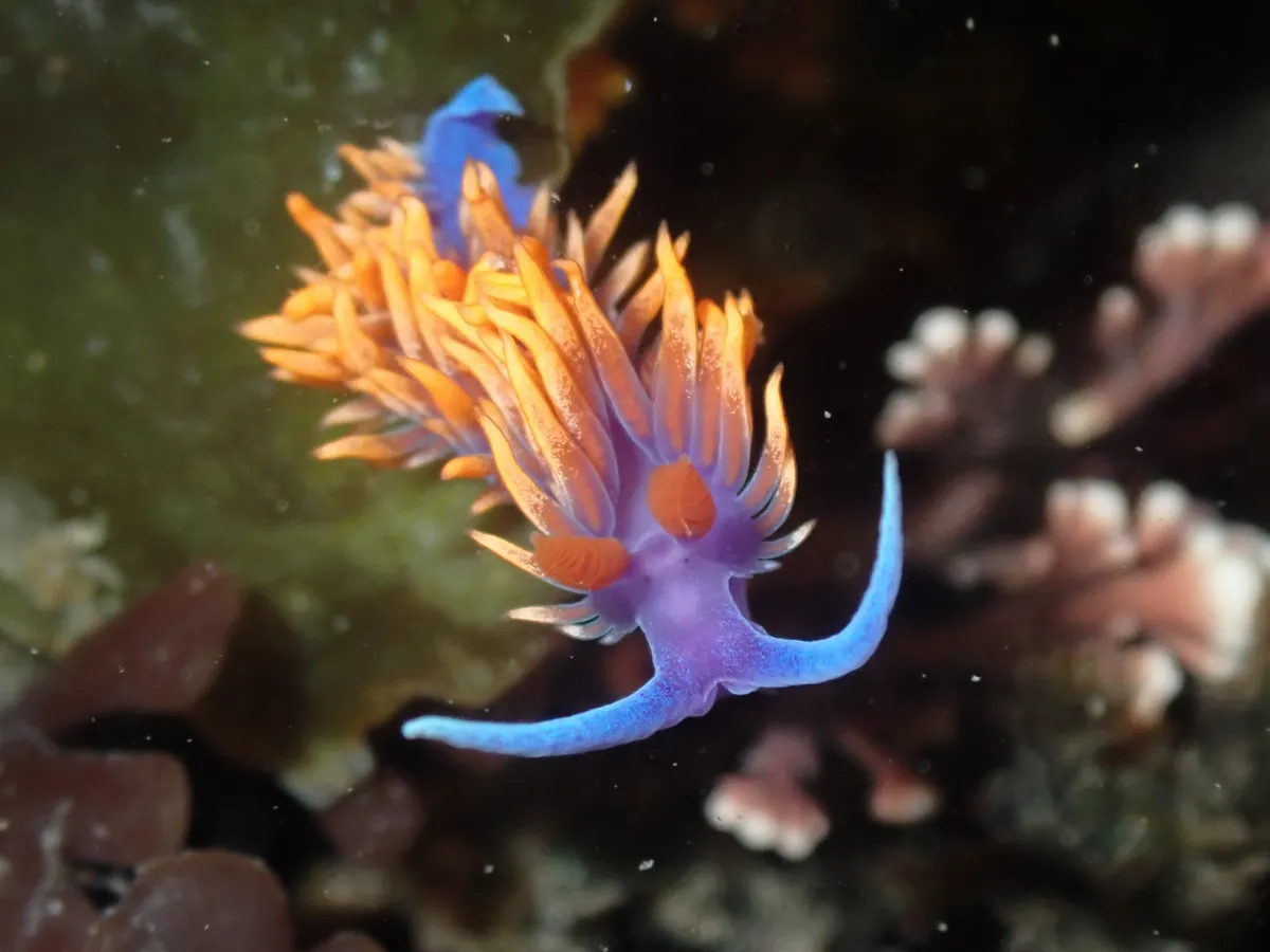 Spanish shawl