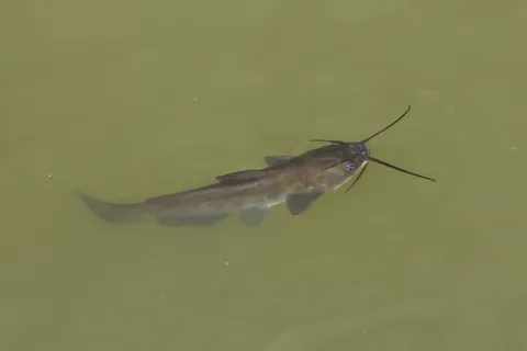 Brown Bullhead