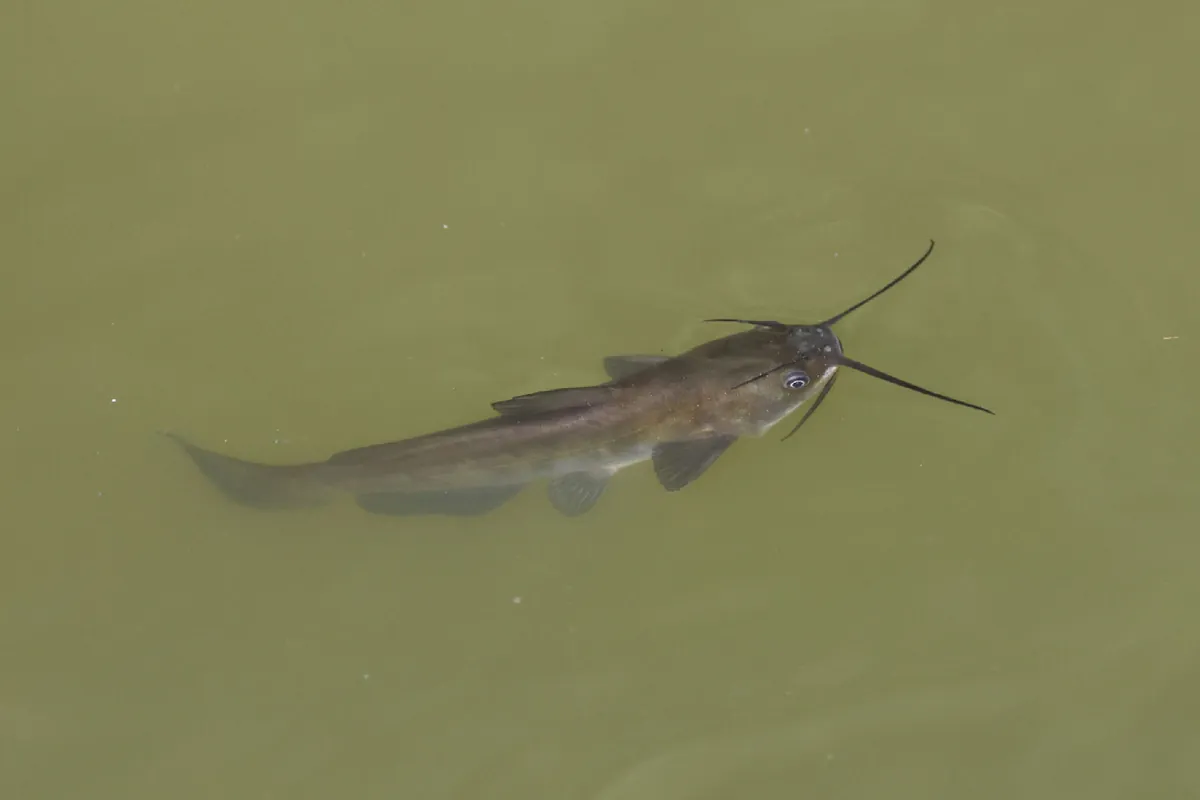 Brown Bullhead