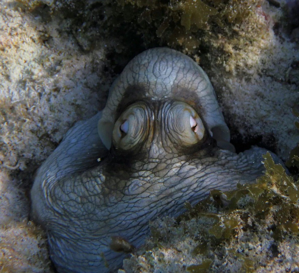 Brazilian Reef Octopus