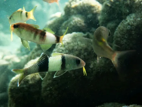 Manybar goatfish