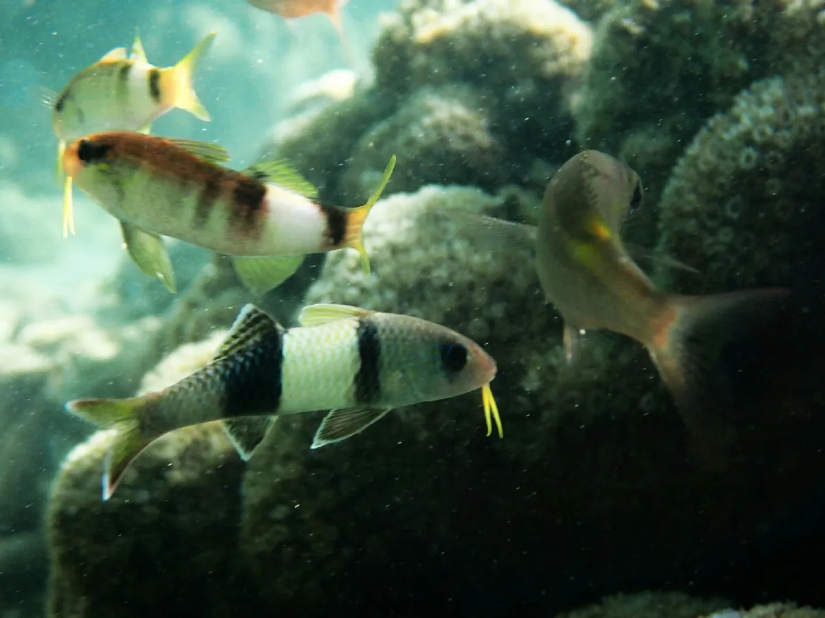 Manybar goatfish