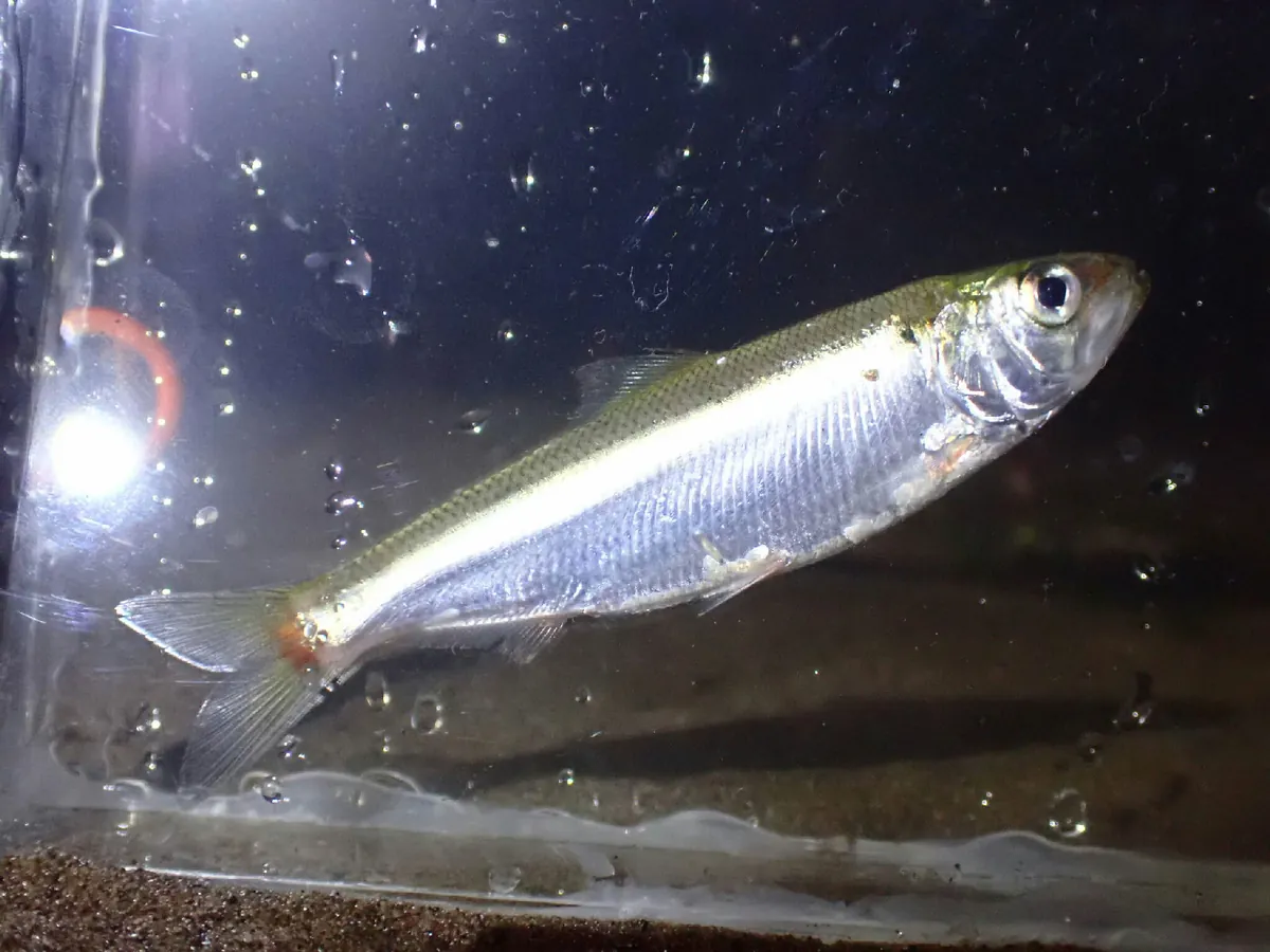 American Shad