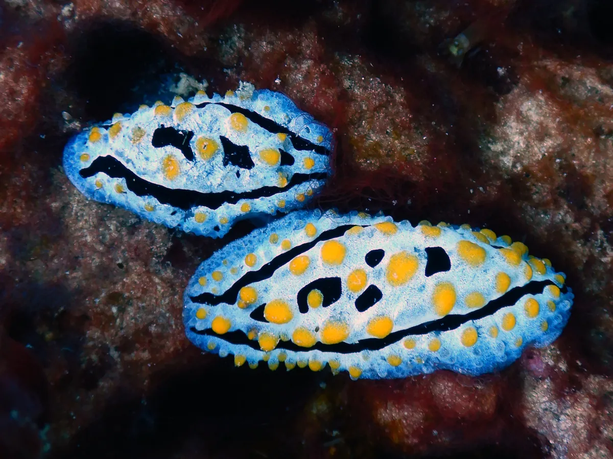 Sky Blue Phyllidia