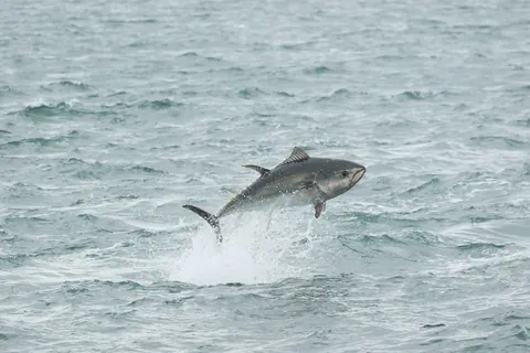 Atlantic Bluefin Tuna
