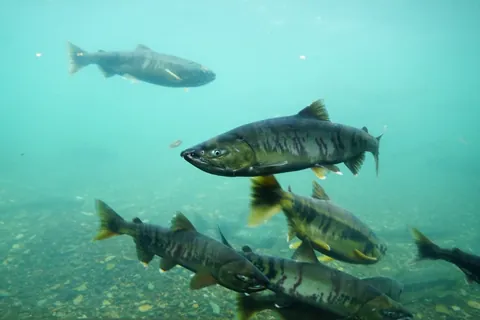 Salmon