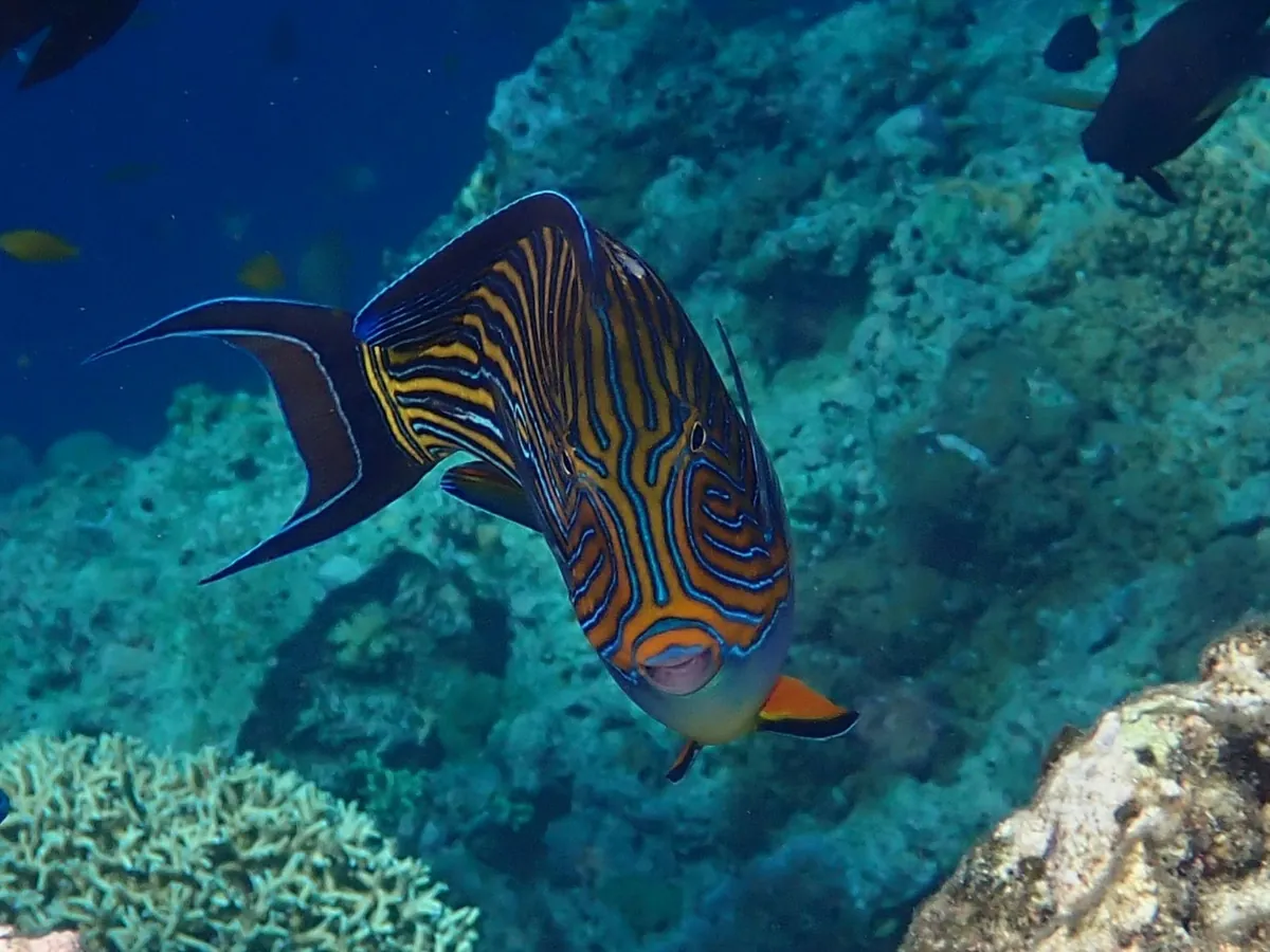 Lined surgeonfish