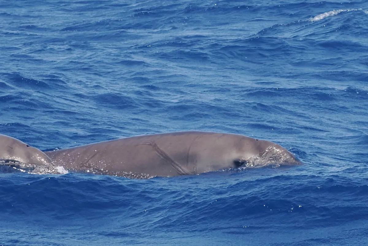 Beaked Whale