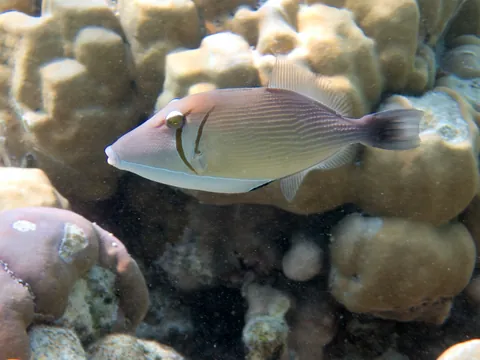 Boomerang triggerfish