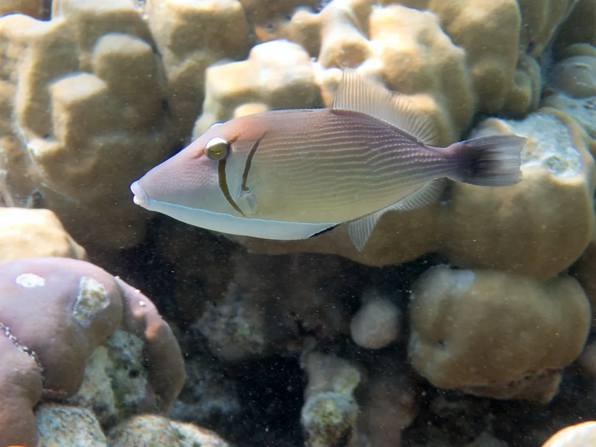Boomerang triggerfish