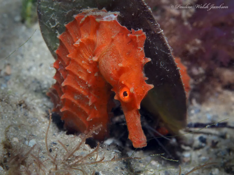 Longsnout Seahorse