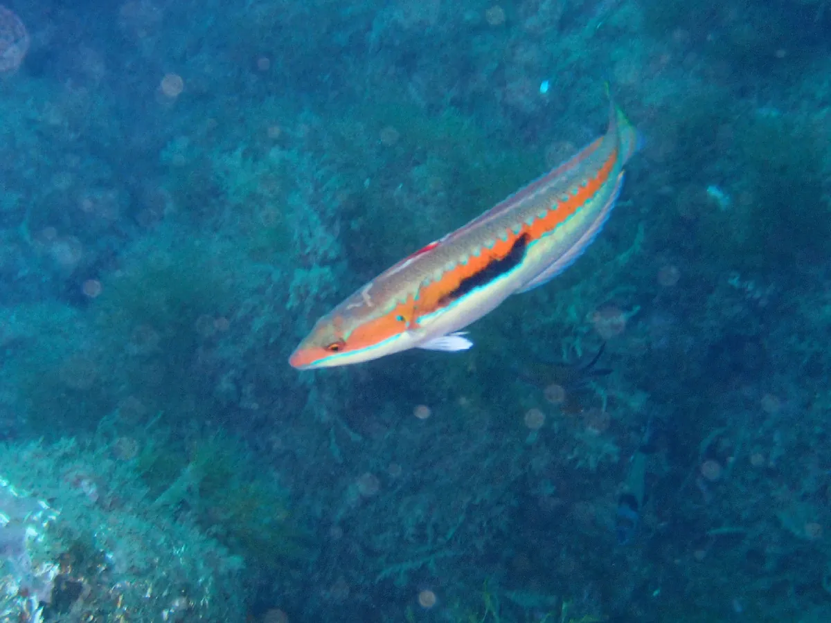 Mediterranean Rainbow Wrasse