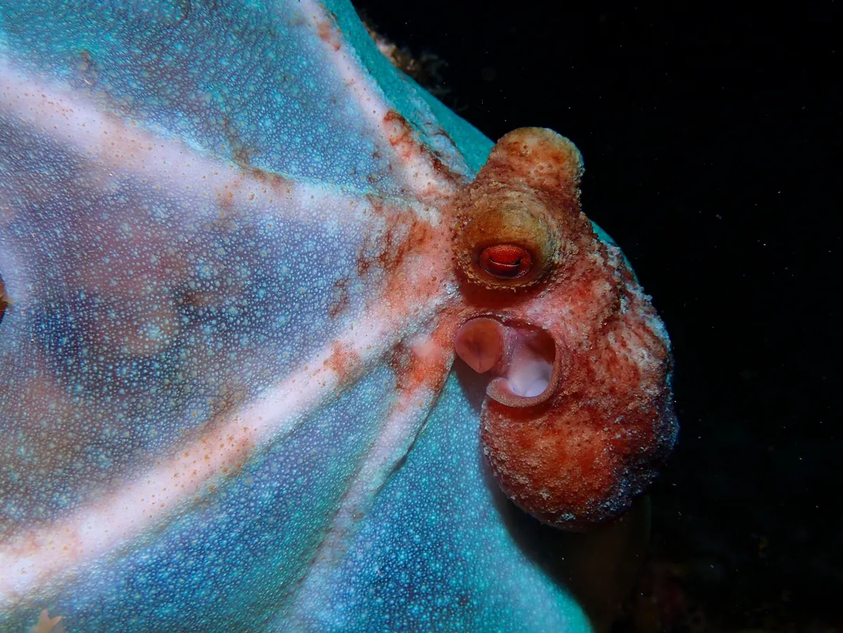 Caribbean Reef Octopus