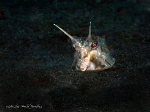 Longhorn Cowfish
