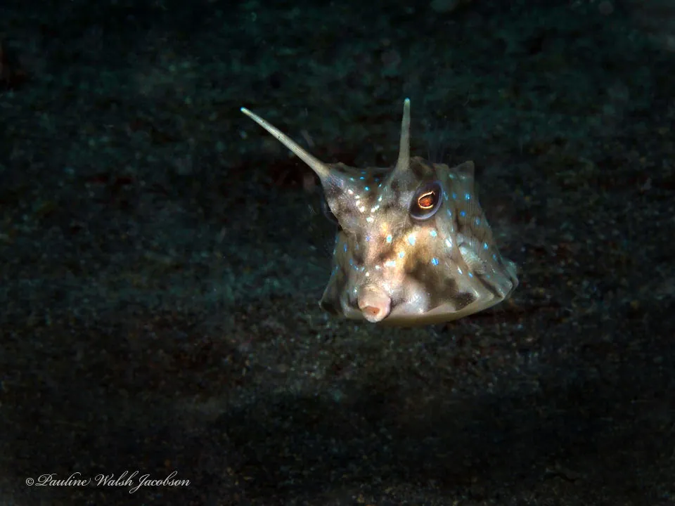 Longhorn Cowfish