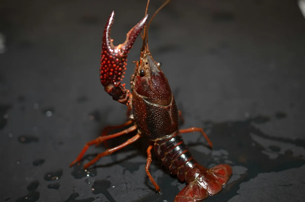 Red Swamp Crayfish
