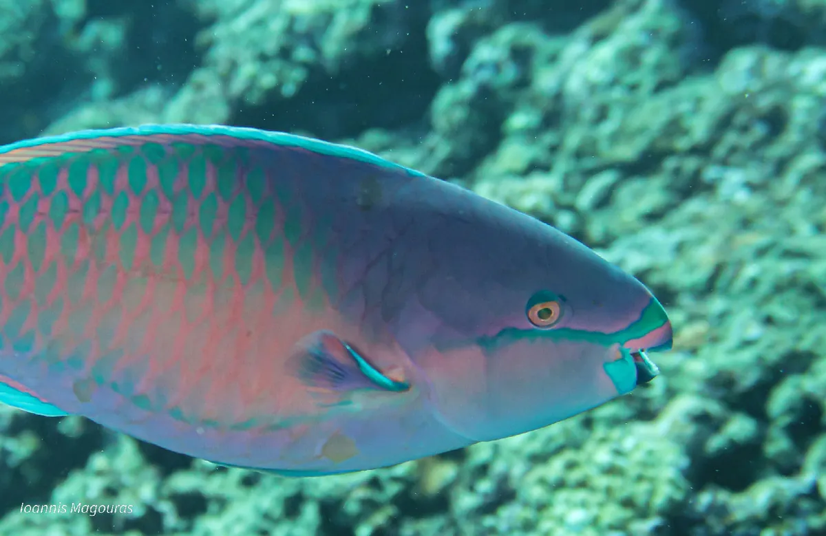 Forsten's parrotfish