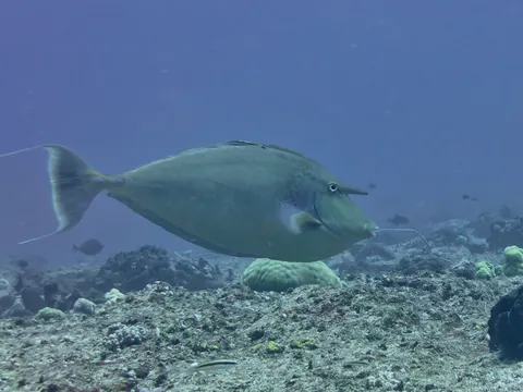 Bluespine unicornfish