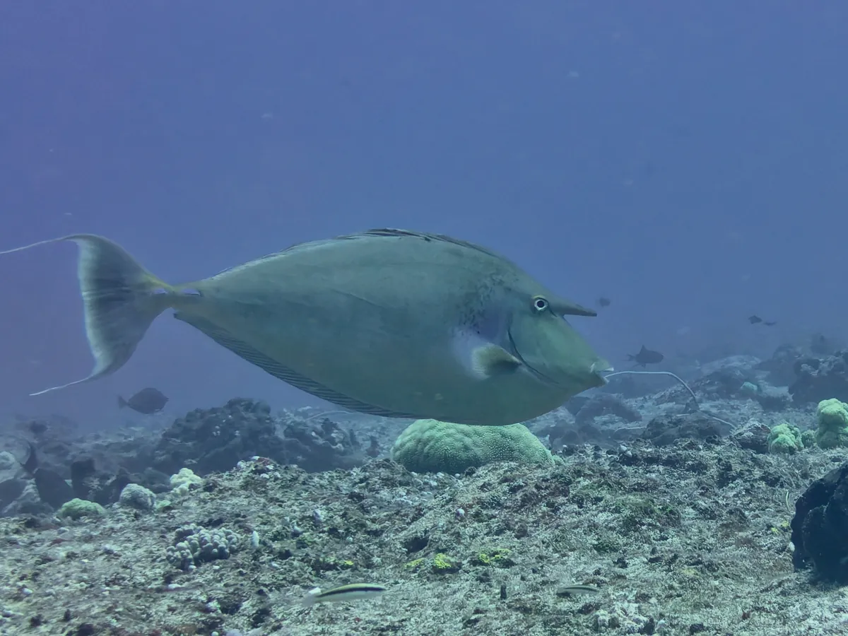 Bluespine unicornfish