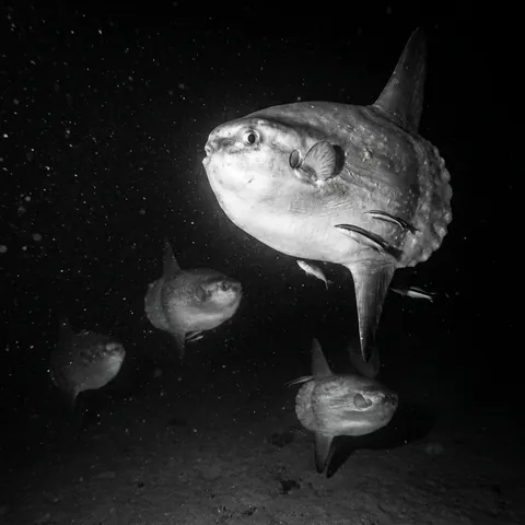 Ocean Sunfish
