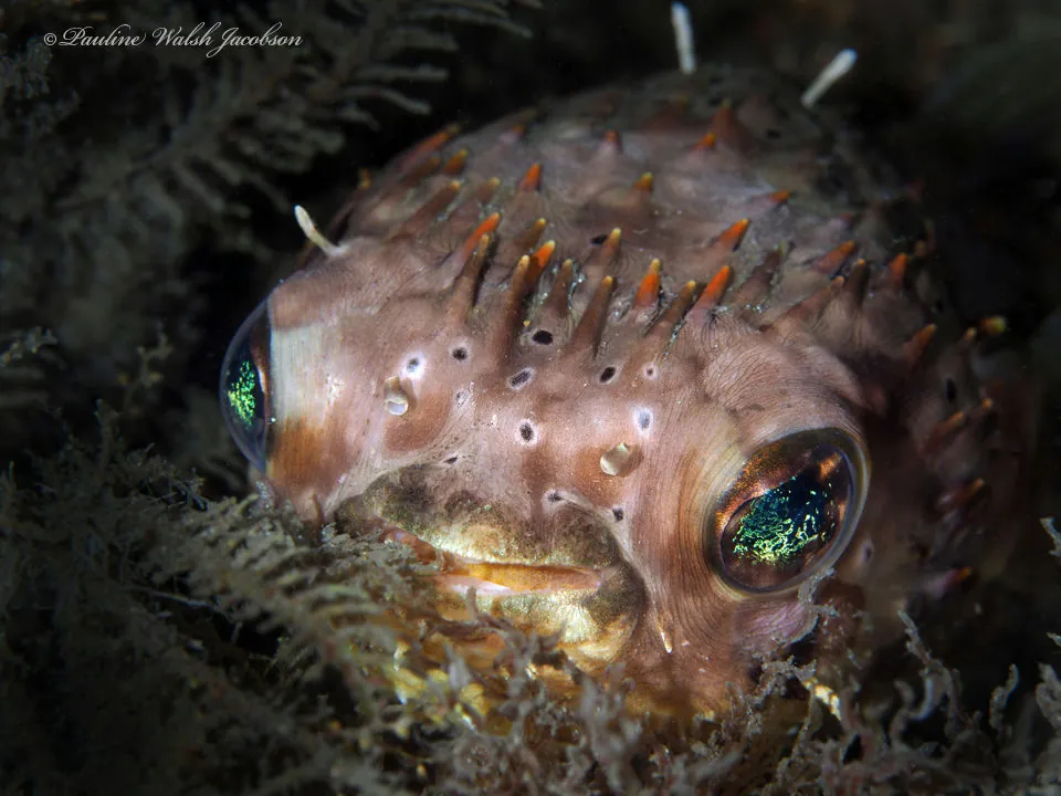 Long-spine porcupinefish