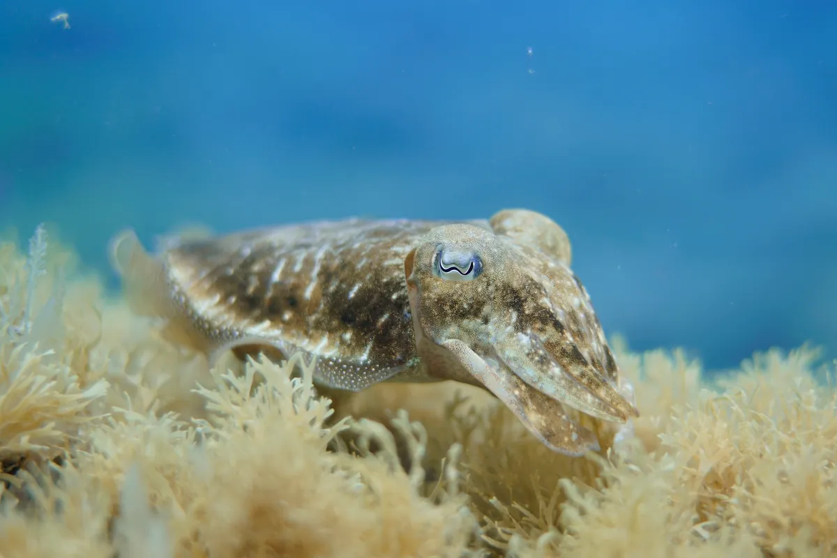 Common cuttlefish