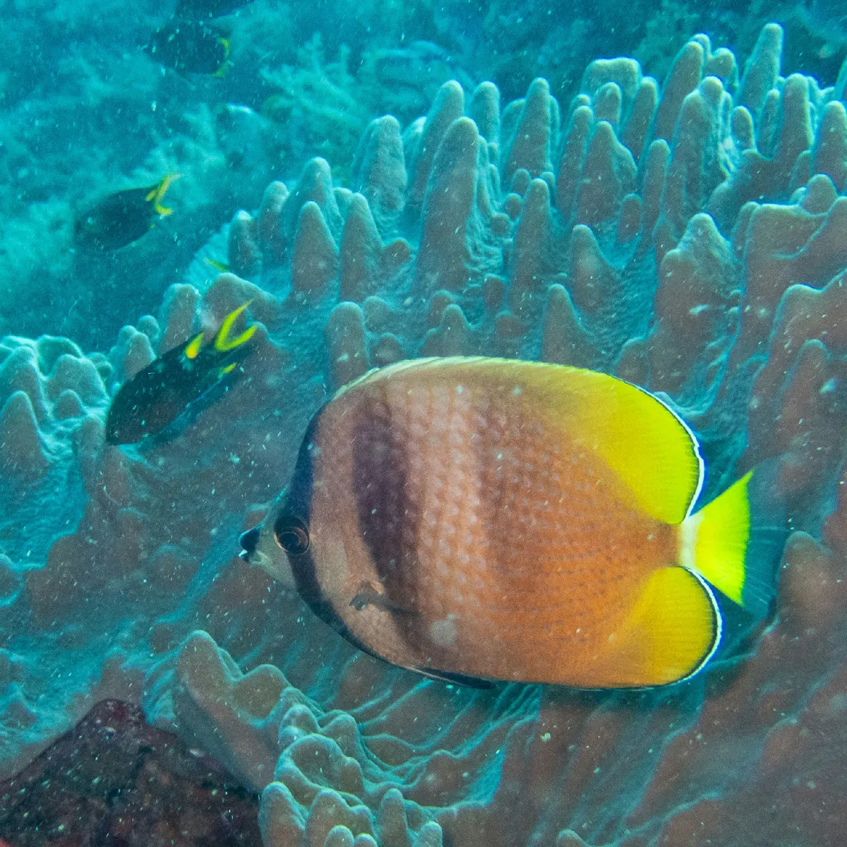 Sunburst butterflyfish