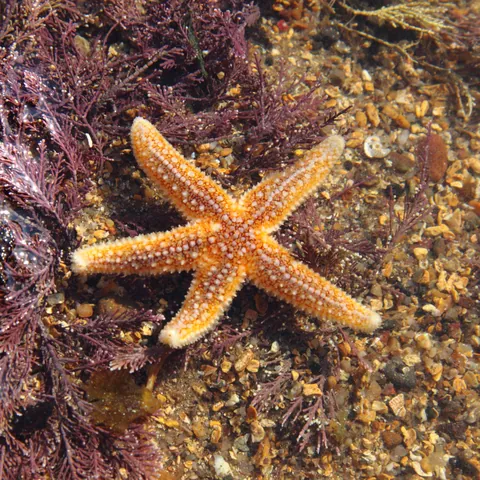 Common Sea Star