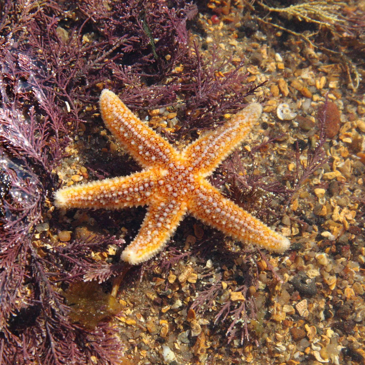 Common Sea Star