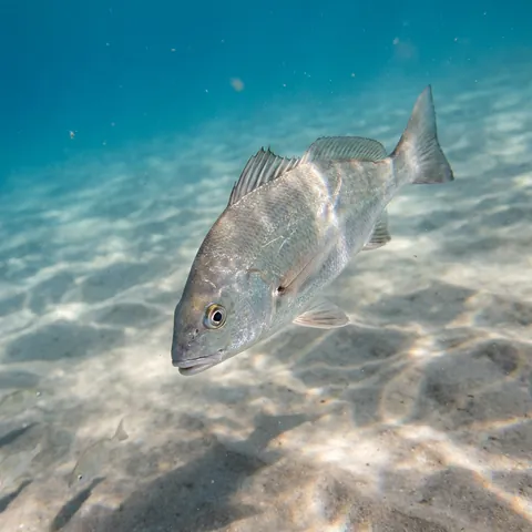 Silver Perch