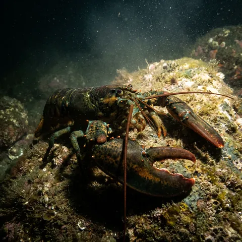 American Lobster