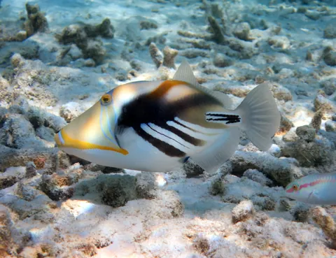 Picasso Triggerfish
