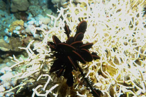 Many-rayed feather star