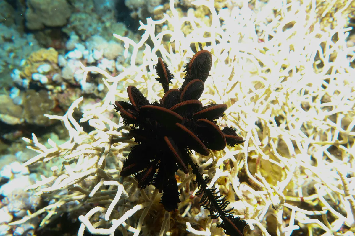 Many-rayed feather star
