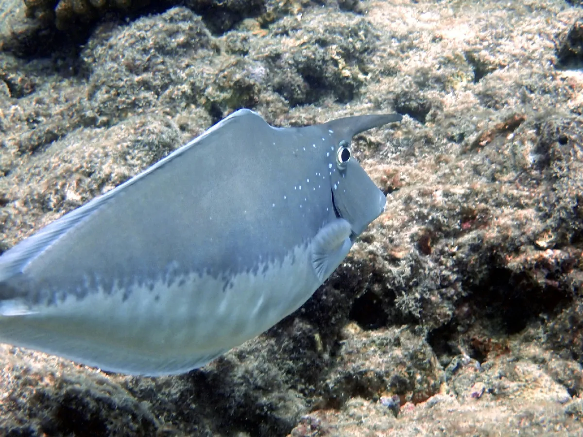Unicornfish