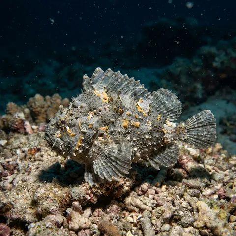 Southern Velvetfish