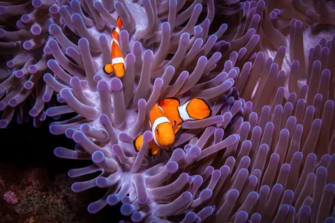 Clownfish