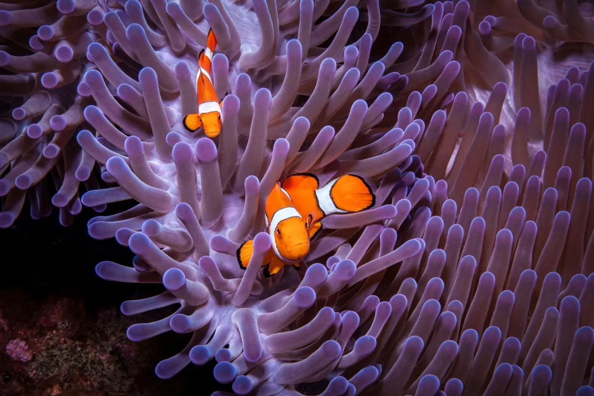 Clownfish