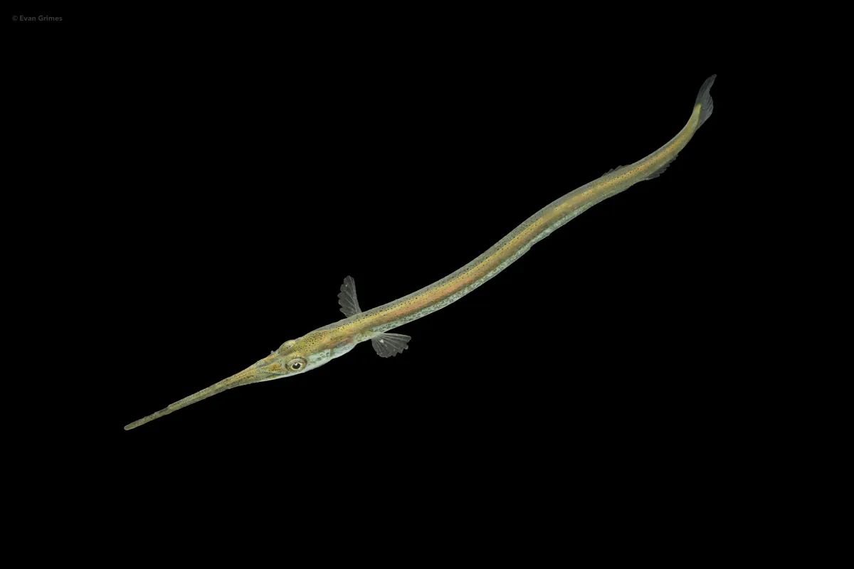 Atlantic needlefish