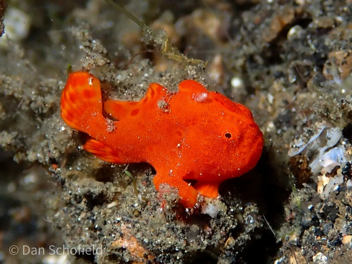 Frogfish