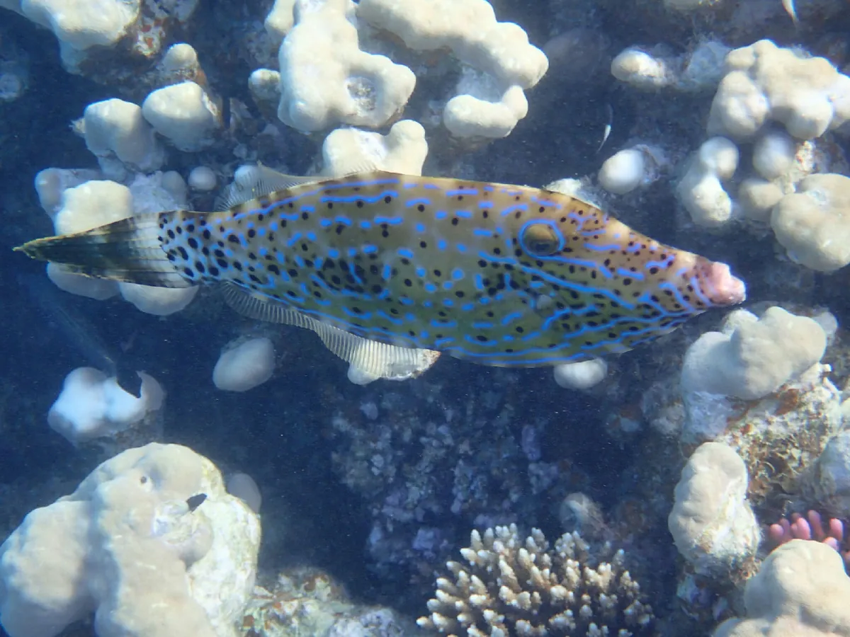 Filefish