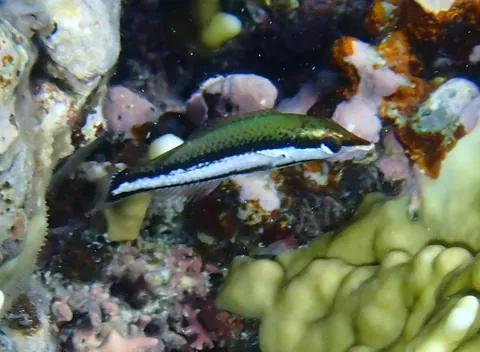 Bird wrasse