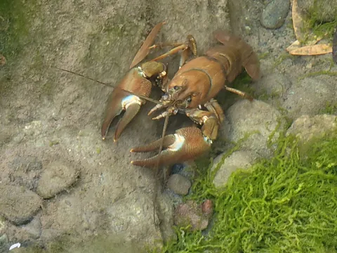 Signal Crayfish