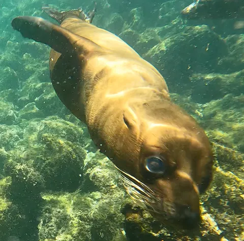 Galapagos sea lion