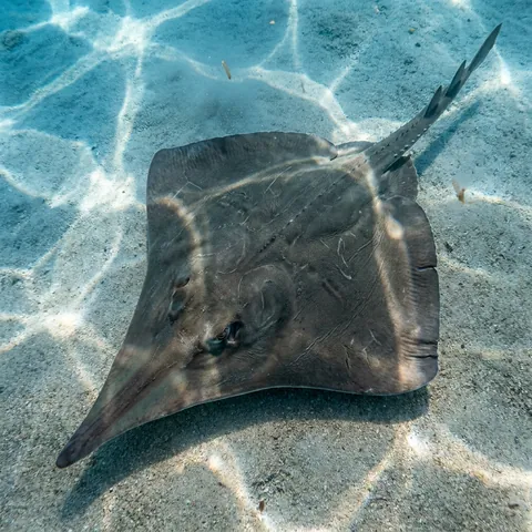 Longnose Skate