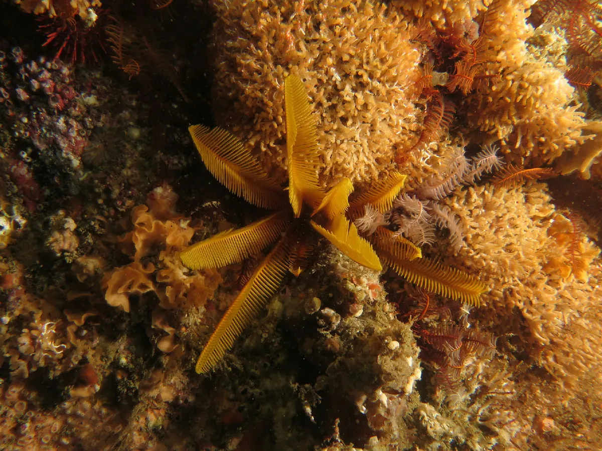 Elegant feather star